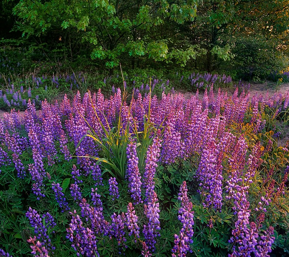 Lupines at West Beach art print by Tim Fitzharris for $57.95 CAD