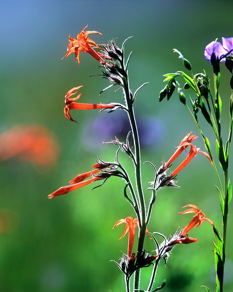 Scarlet Gilia and Blue Flax art print by Tim Fitzharris for $57.95 CAD