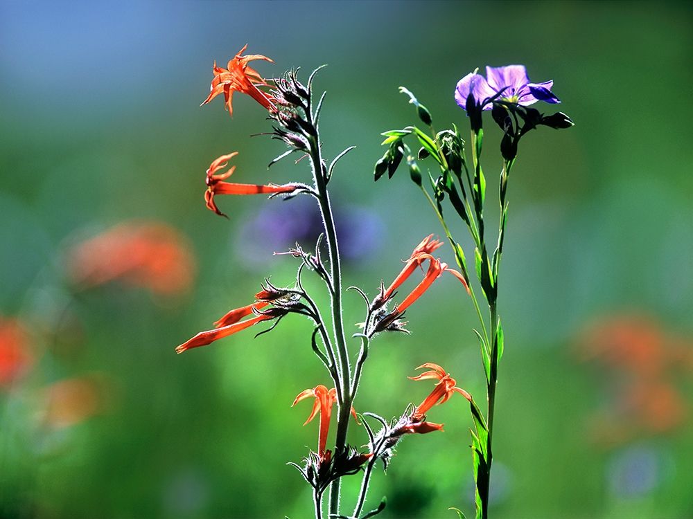 Scarlet Gilia and Blue Flax art print by Tim Fitzharris for $57.95 CAD