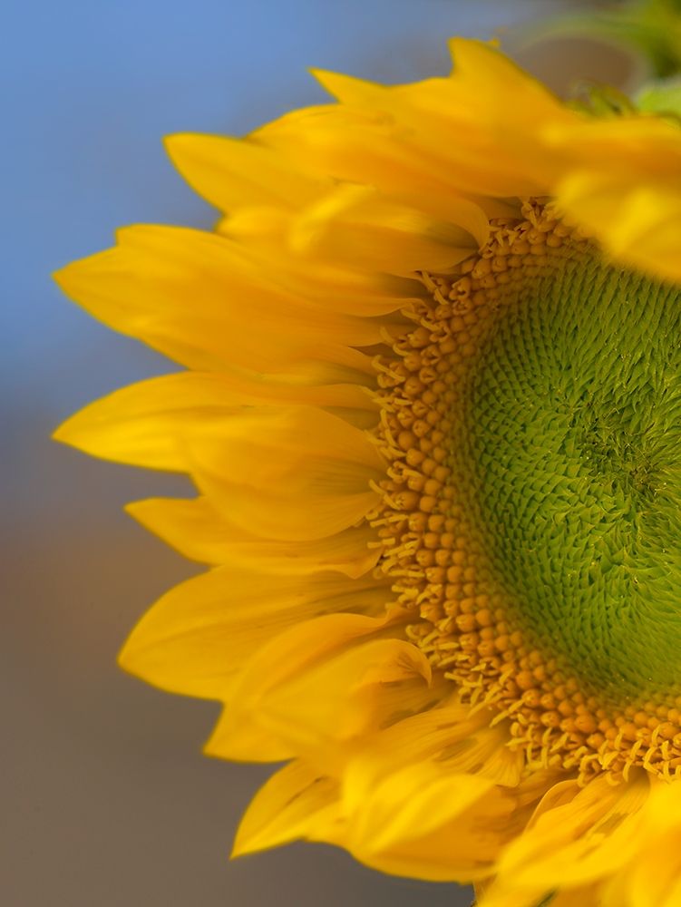 Sunflower art print by Tim Fitzharris for $57.95 CAD