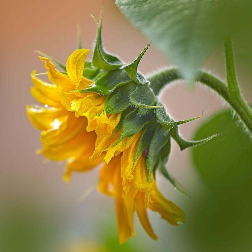 Sunflower art print by Tim Fitzharris for $57.95 CAD