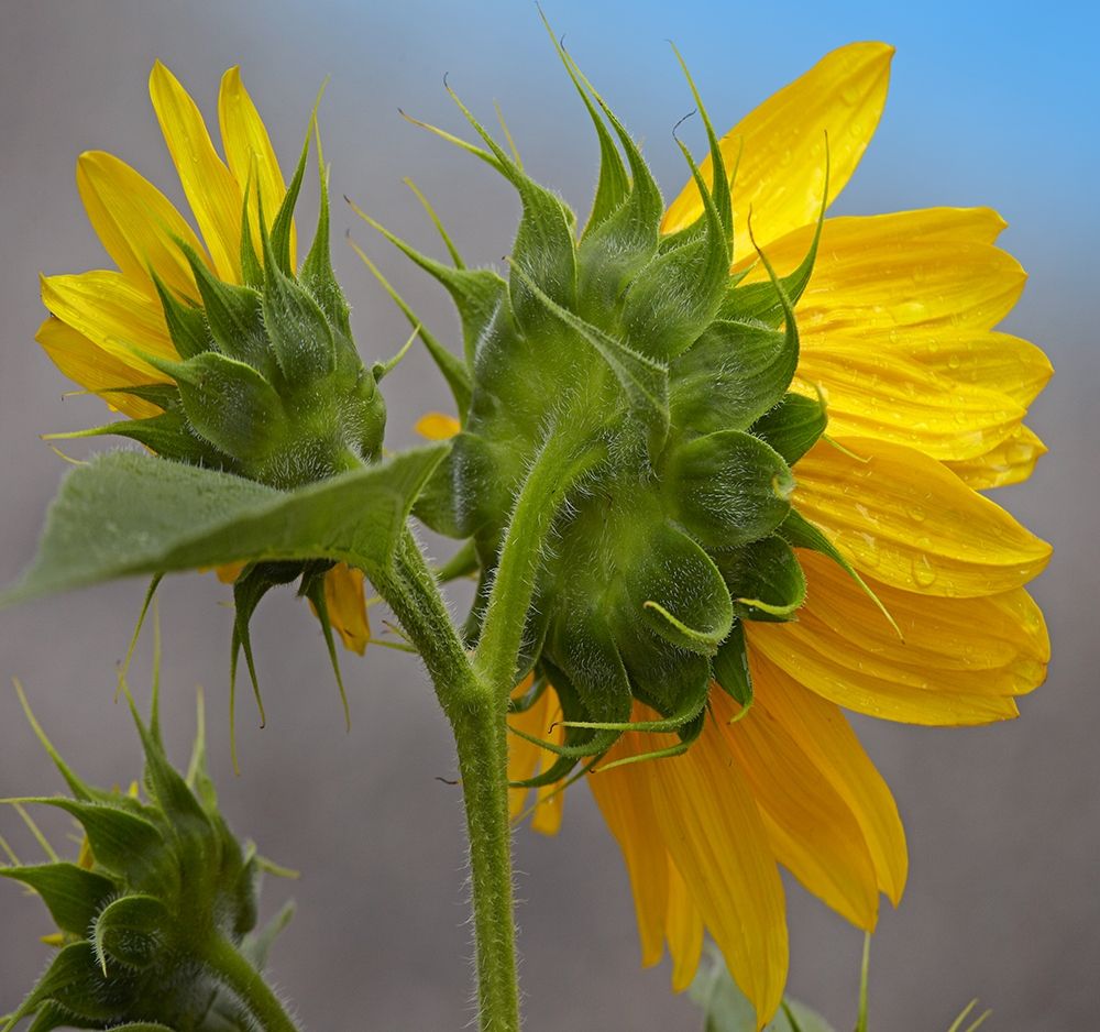 Sunflower art print by Tim Fitzharris for $57.95 CAD