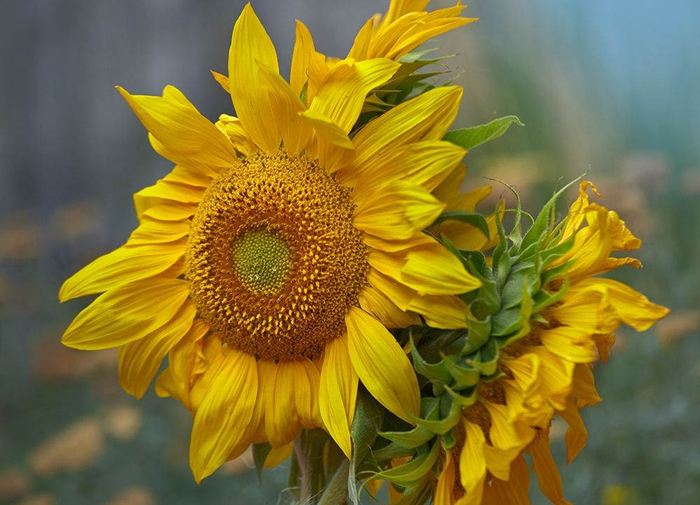 Sunflowers art print by Tim Fitzharris for $57.95 CAD