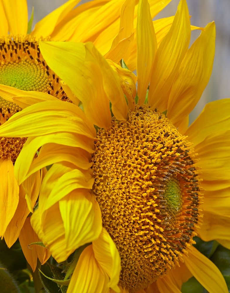 Sunflowers art print by Tim Fitzharris for $57.95 CAD