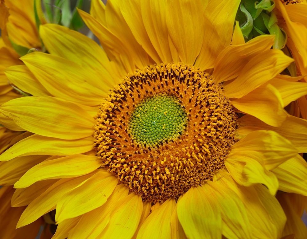 Sunflowers art print by Tim Fitzharris for $57.95 CAD