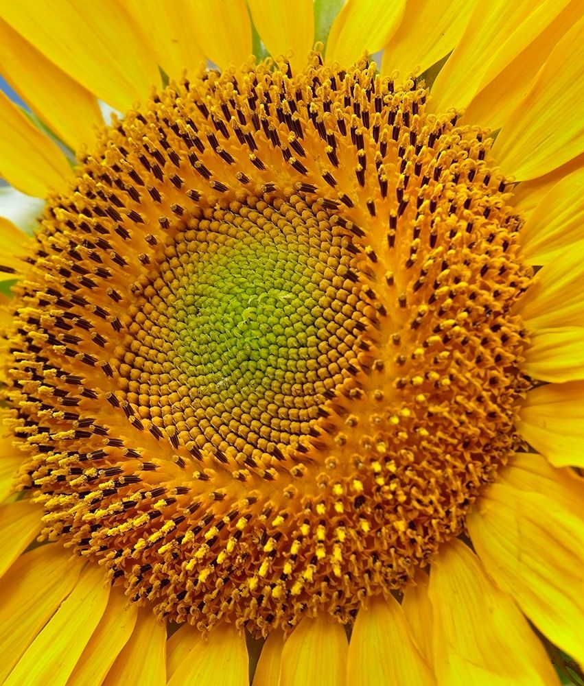 Sunflowers art print by Tim Fitzharris for $57.95 CAD