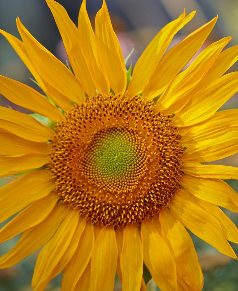 Sunflowers art print by Tim Fitzharris for $57.95 CAD