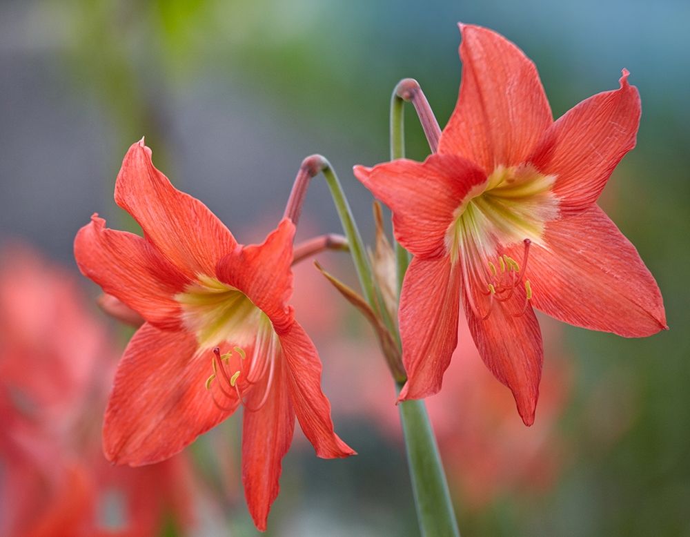 Amaryllis art print by Tim Fitzharris for $57.95 CAD