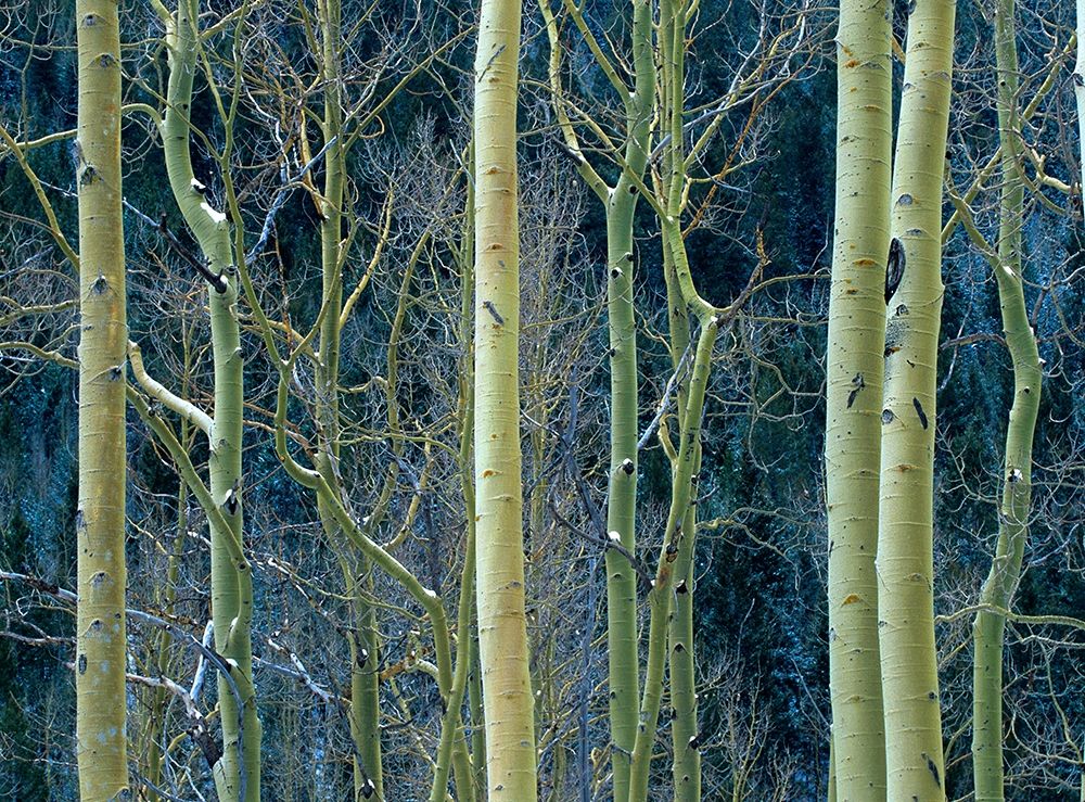 Aspen Trunks art print by Tim Fitzharris for $57.95 CAD