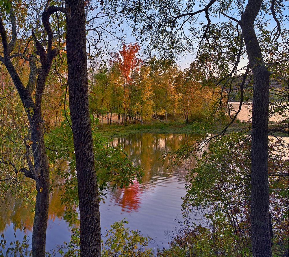 Oak Hickory Forest art print by Tim Fitzharris for $57.95 CAD