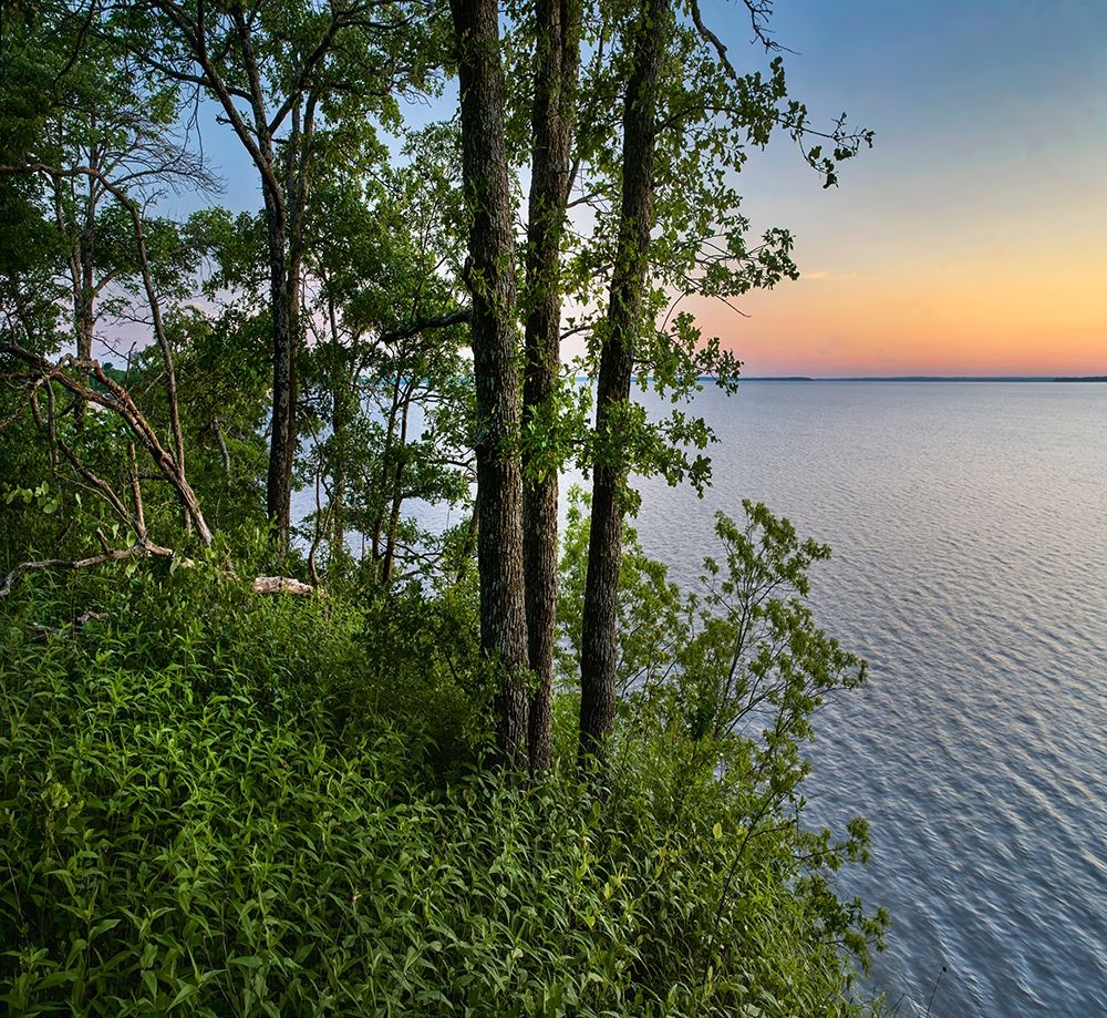 Oak Trees at Eisenhower Lake art print by Tim Fitzharris for $57.95 CAD