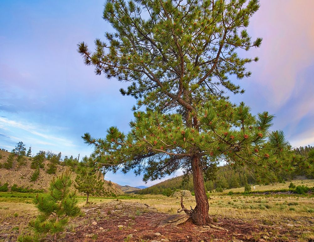 Pine Tree-Cochetopa Hills-Rio Grande National Forest art print by Tim Fitzharris for $57.95 CAD