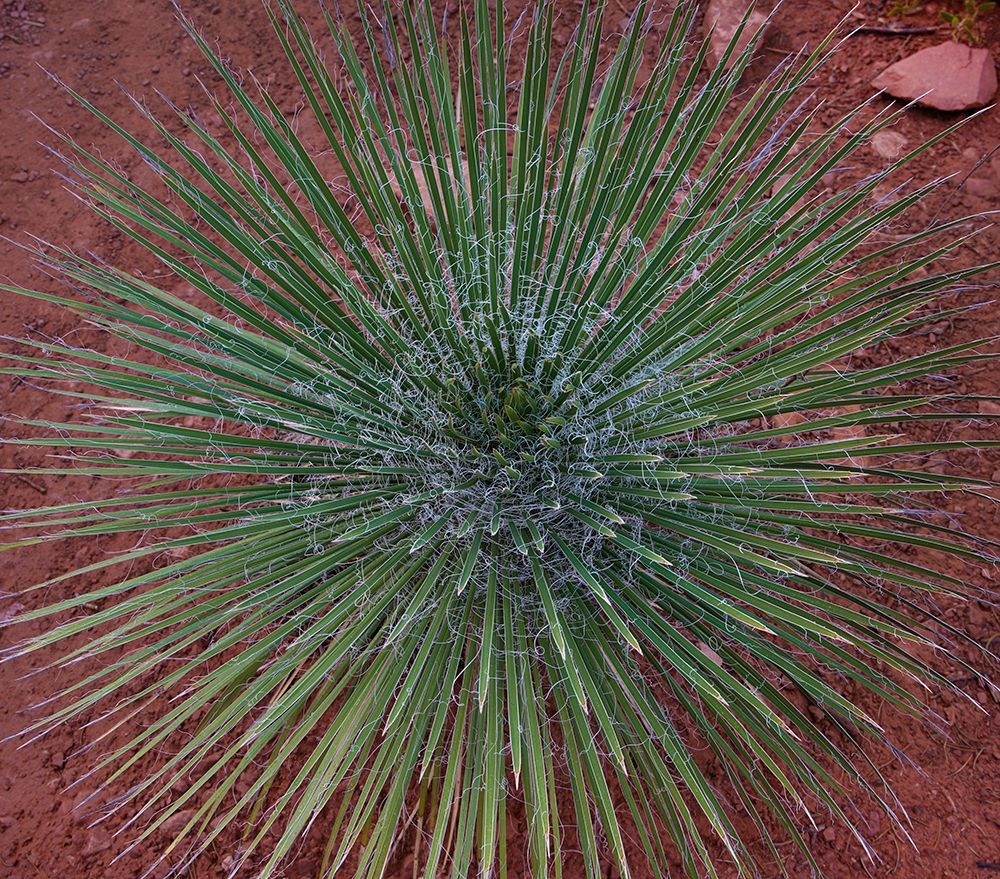 Narrow Leaf Agave art print by Tim Fitzharris for $57.95 CAD