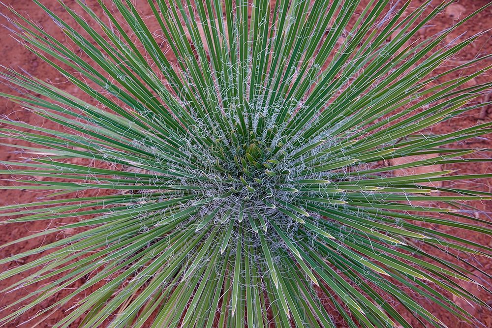 Narrow Leaf Agave art print by Tim Fitzharris for $57.95 CAD
