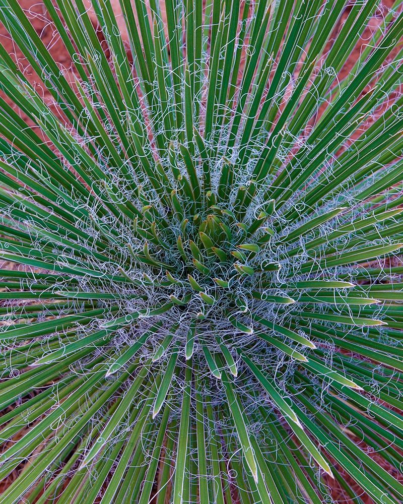 Narrow Leaf Agave art print by Tim Fitzharris for $57.95 CAD
