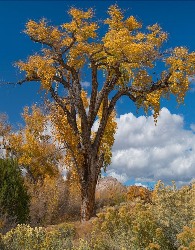 Chamisas and Cottonwood Trees art print by Tim Fitzharris for $57.95 CAD