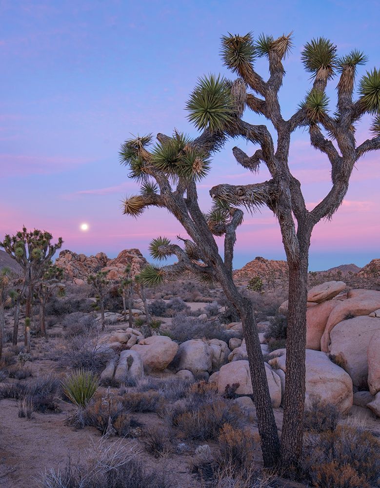 Joshua Tree at Joshua Tree National Park art print by Tim Fitzharris for $57.95 CAD
