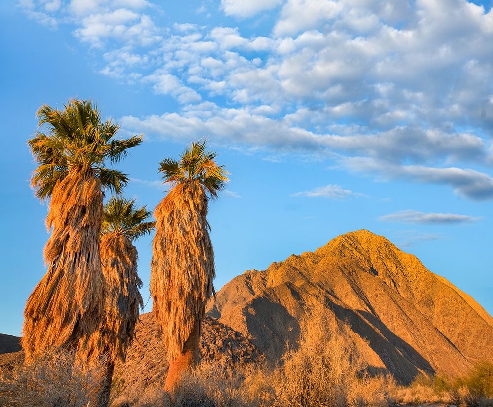 California Fan Palms art print by Tim Fitzharris for $57.95 CAD