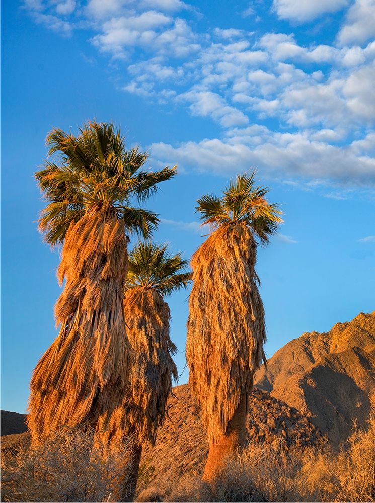 California Fan Palms art print by Tim Fitzharris for $57.95 CAD
