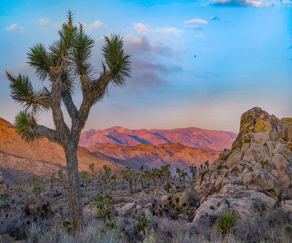 Joshua Trees at Lost Horse Valley art print by Tim Fitzharris for $57.95 CAD