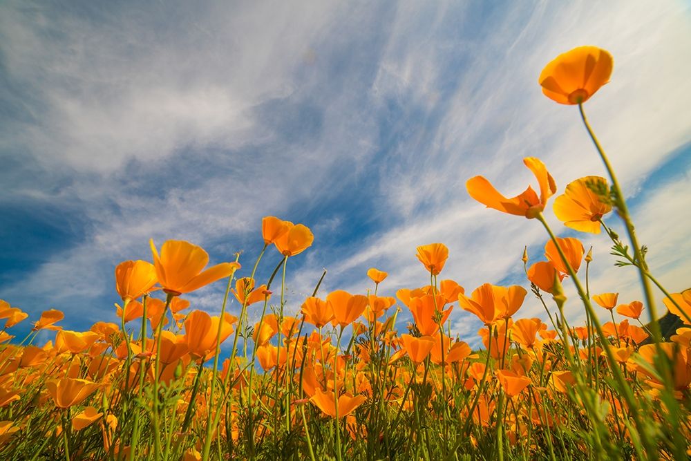 California Poppies near Lake Elsinor art print by Tim Fitzharris for $57.95 CAD