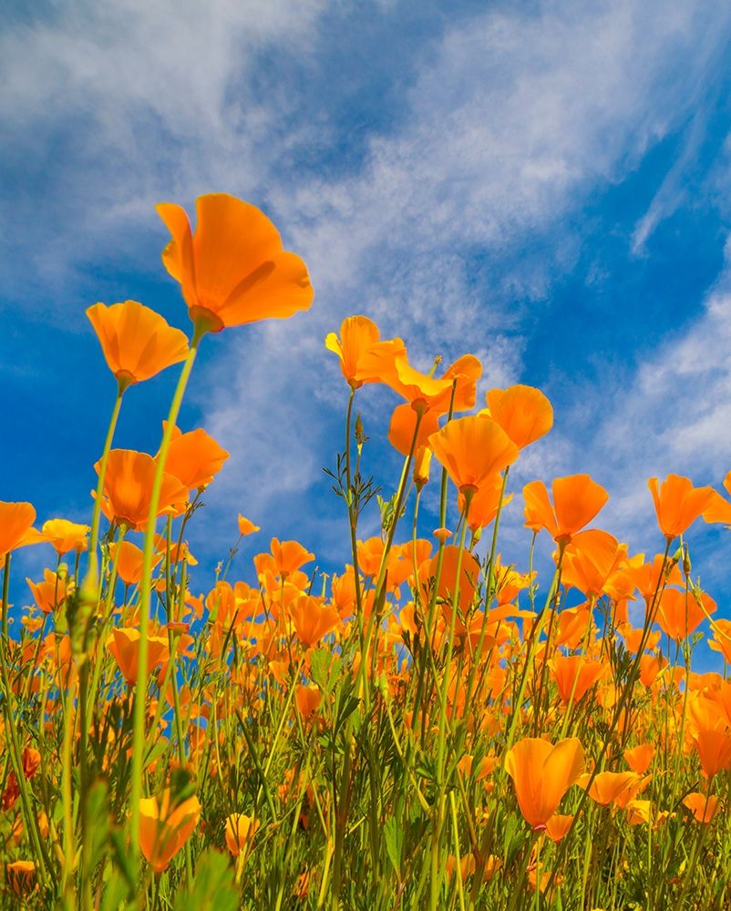 California Poppies near Lake Elsinor art print by Tim Fitzharris for $57.95 CAD