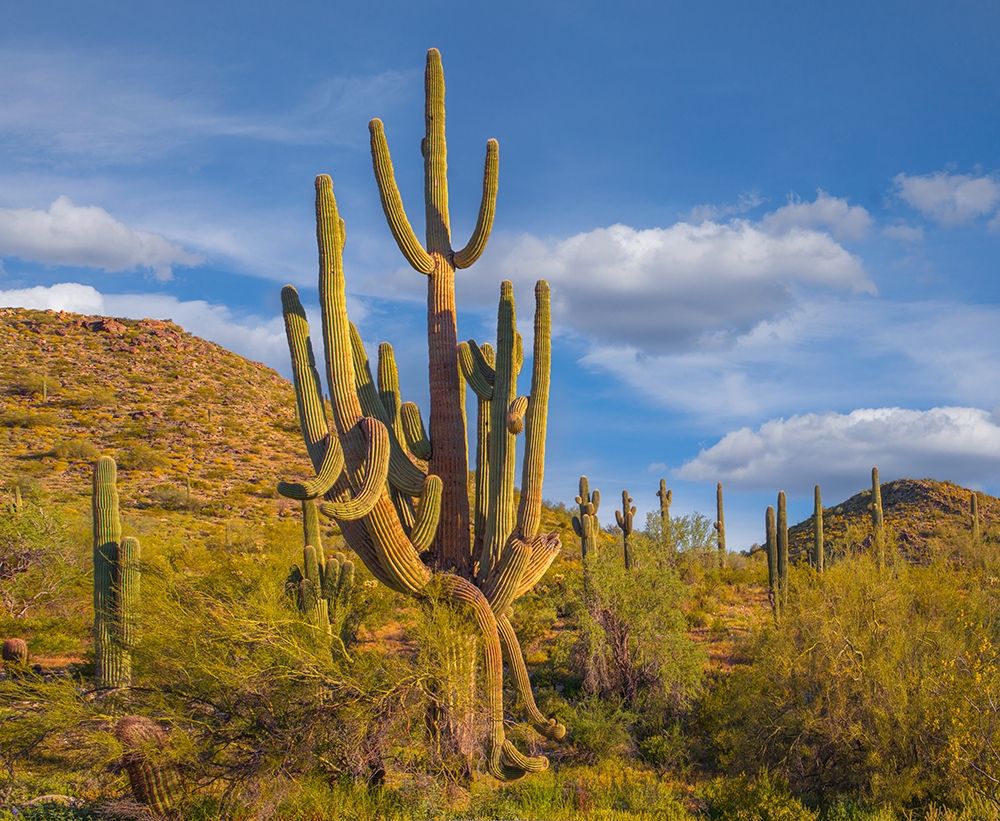 Big Saguaro Cactus art print by Tim Fitzharris for $57.95 CAD