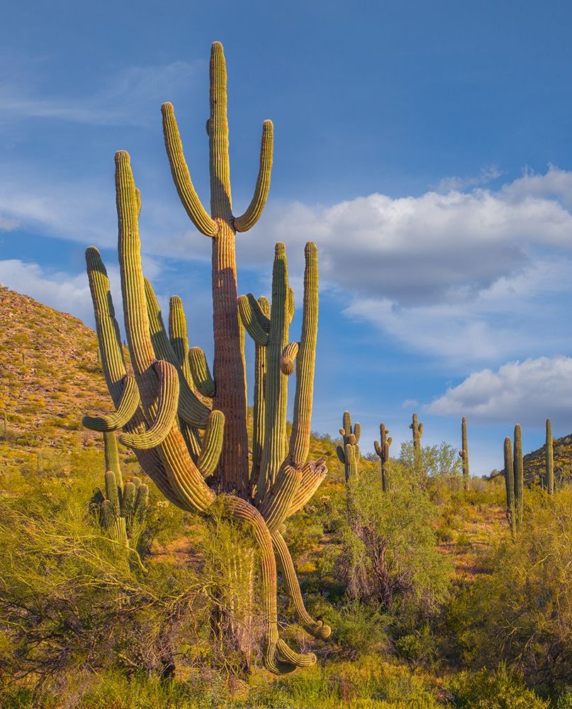 Big Saguaro Cactus art print by Tim Fitzharris for $57.95 CAD