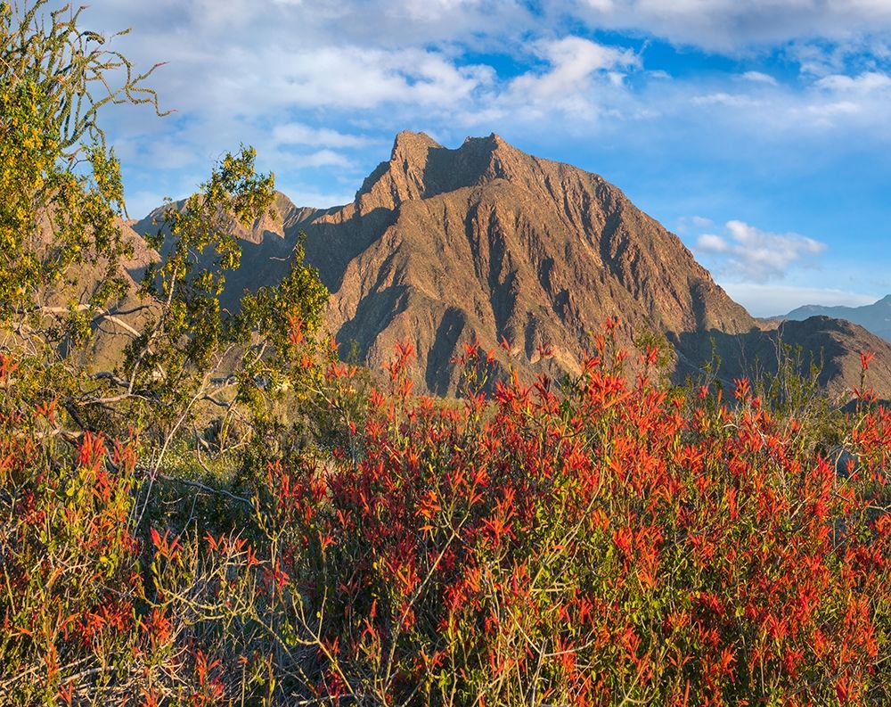 Chuparosa and Indian Head Mountain art print by Tim Fitzharris for $57.95 CAD