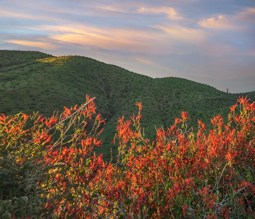 Chuparosa-Anza Borrego Desert State Park-California-USA art print by Tim Fitzharris for $57.95 CAD