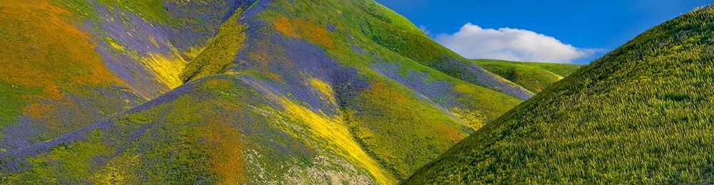 Spring Bloom on Temblor Range art print by Tim Fitzharris for $57.95 CAD