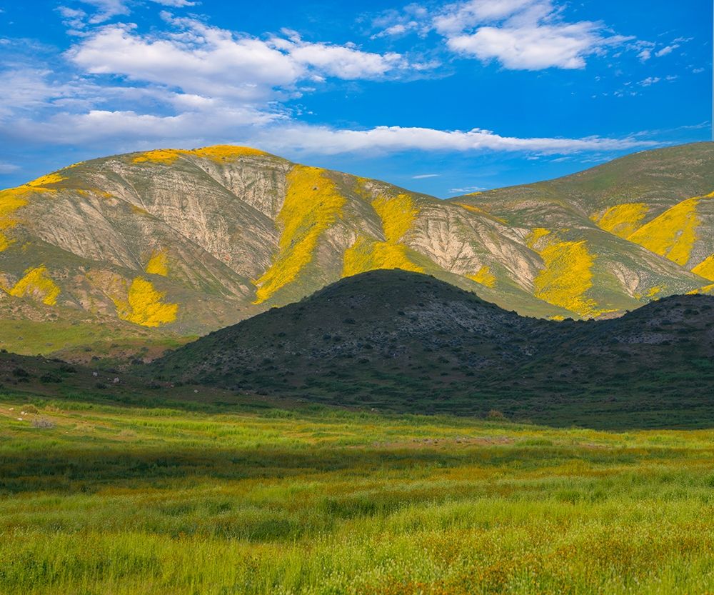 Wildflower Bloom art print by Tim Fitzharris for $57.95 CAD