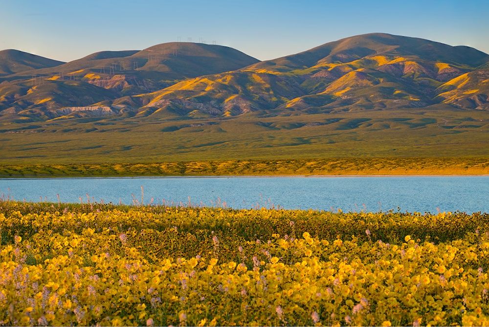 Yellow Daisies and Tremblor Range art print by Tim Fitzharris for $57.95 CAD