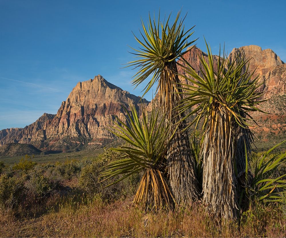 Mohave Yucca at Red Rock Canyon art print by Tim Fitzharris for $57.95 CAD