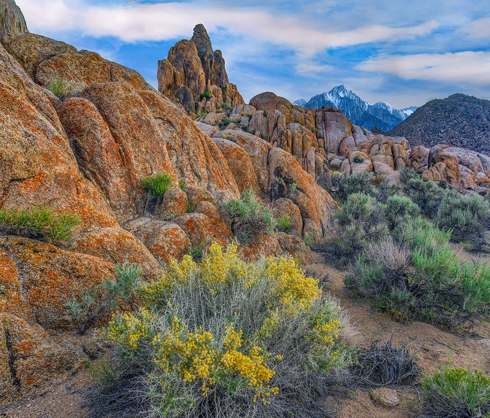 Spring Bloom at Alabama Hills art print by Tim Fitzharris for $57.95 CAD
