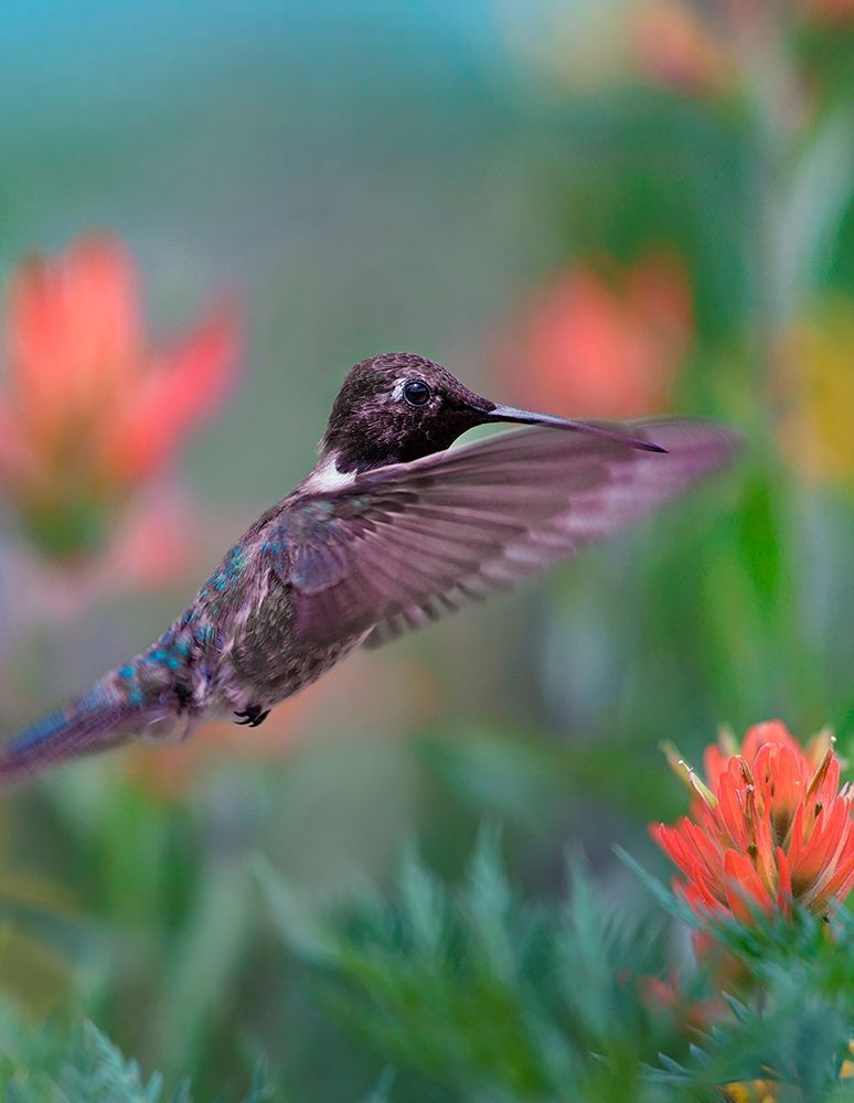 Black Chinned Hummingbird with Indian Paintbrush art print by Tim Fitzharris for $57.95 CAD