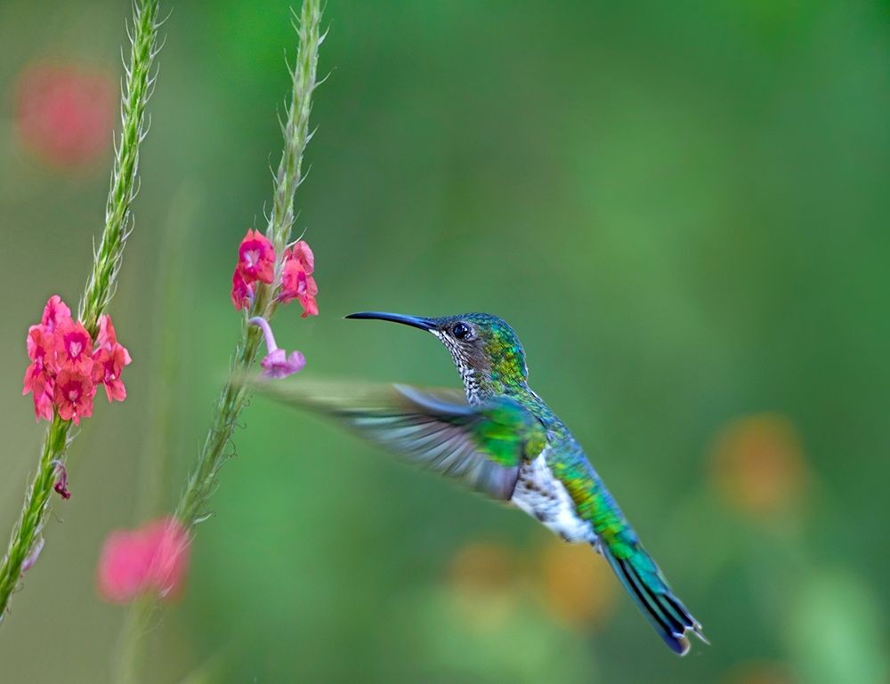 White Necked Jacobin art print by Tim Fitzharris for $57.95 CAD
