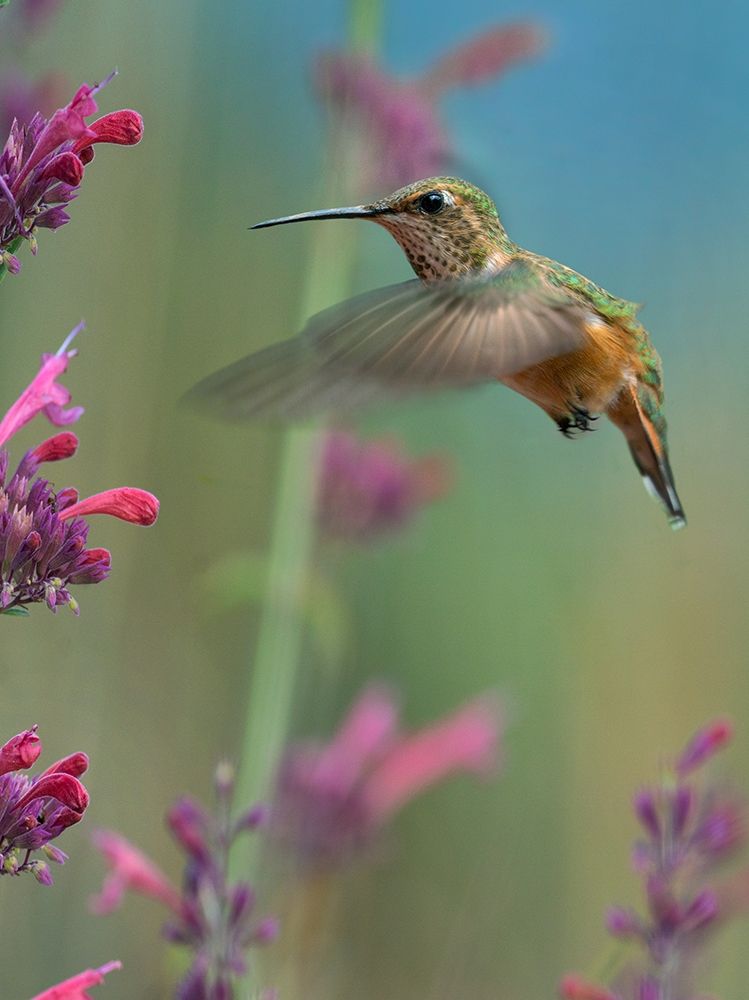 Broad Tailed Hummingbirds art print by Tim Fitzharris for $57.95 CAD