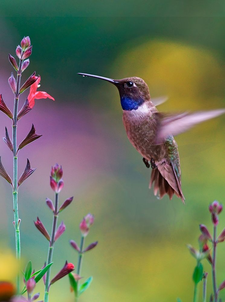 Black Chinned Hummingbird art print by Tim Fitzharris for $57.95 CAD