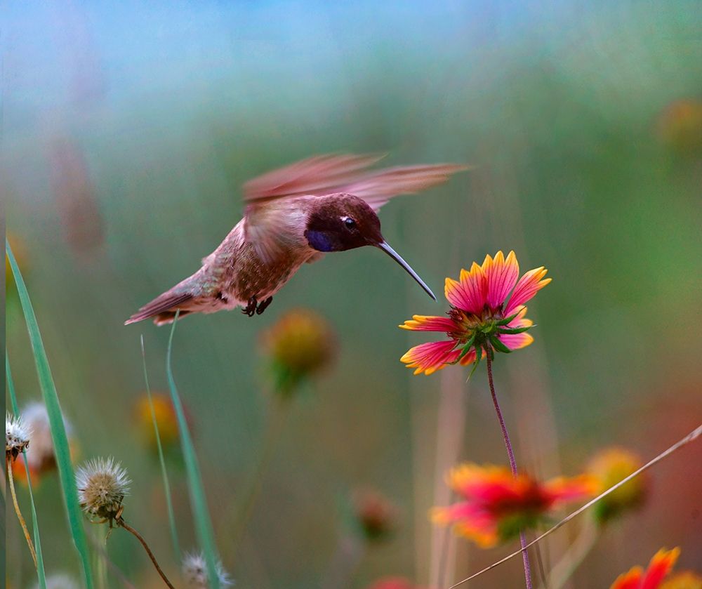Black Chinned Hummingbird art print by Tim Fitzharris for $57.95 CAD