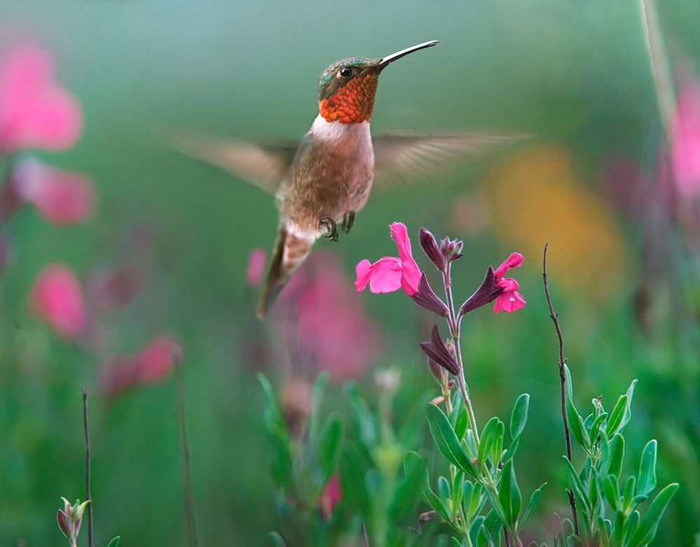 Ruby Throated Hummingbird art print by Tim Fitzharris for $57.95 CAD