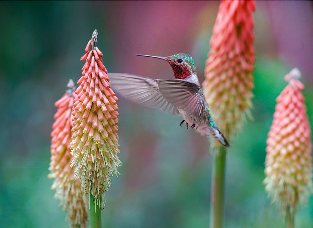 Broad Tailed Hummingbird at Red Hot Poker art print by Tim Fitzharris for $57.95 CAD