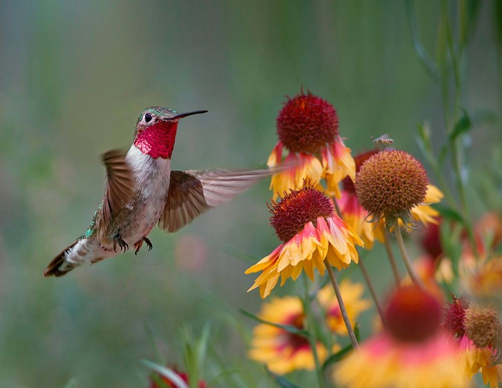 Broad Tailed Hummingbird art print by Tim Fitzharris for $57.95 CAD