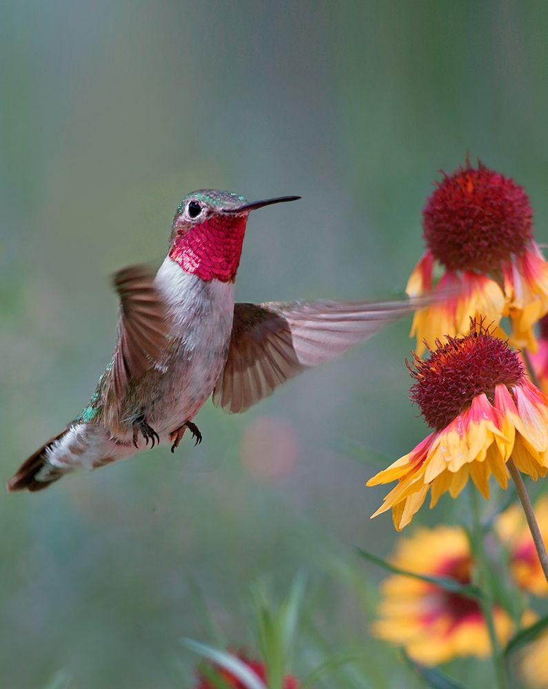 Broad Tailed Hummingbird art print by Tim Fitzharris for $57.95 CAD