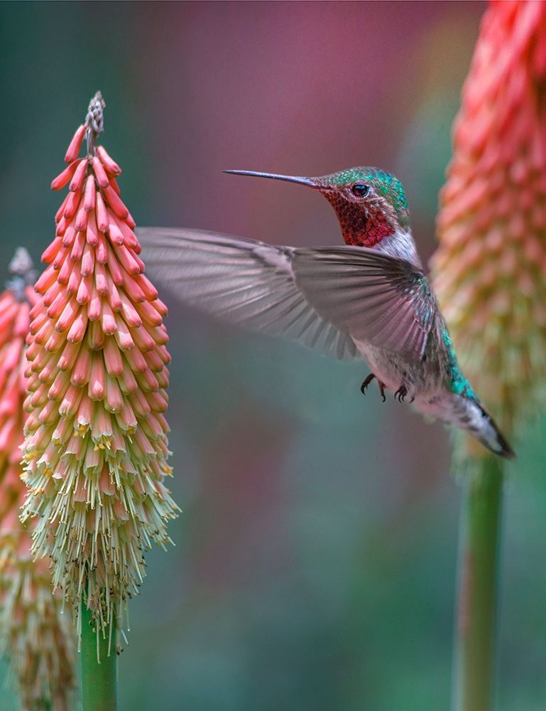 Broad Tailed Hummingbird art print by Tim Fitzharris for $57.95 CAD