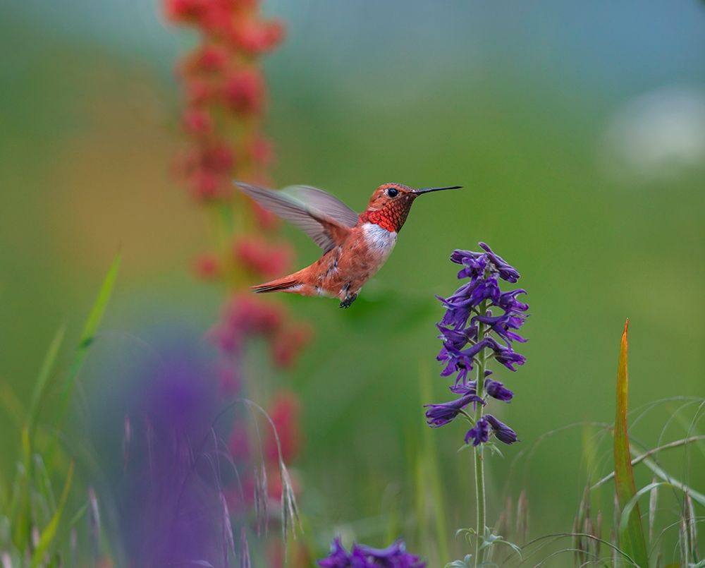 Rufous Hummingbird art print by Tim Fitzharris for $57.95 CAD