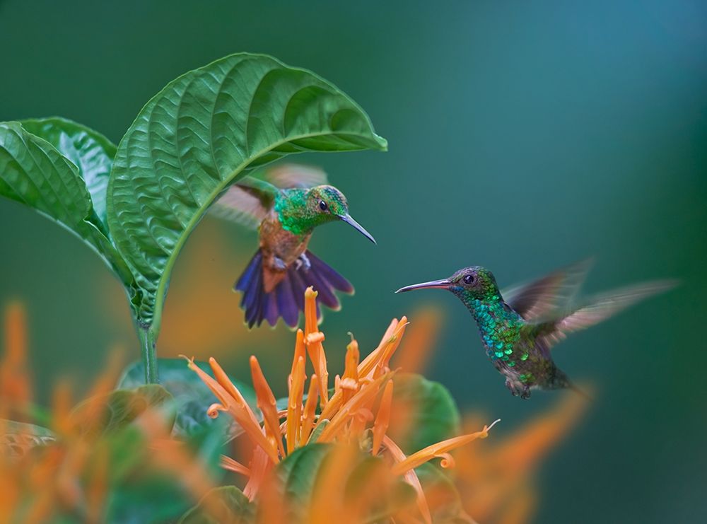 Blue Chinned Sapphire and Copper-Rumped Hummingbirds art print by Tim Fitzharris for $57.95 CAD