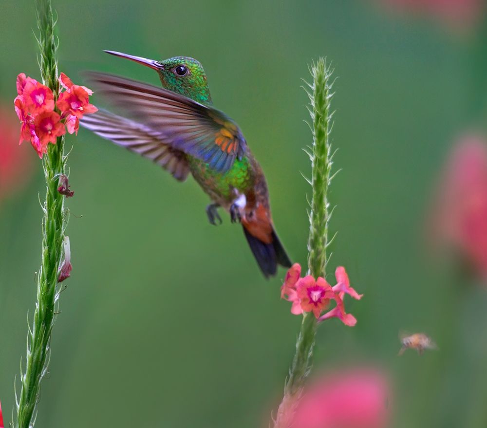 Copper Rumped Humming Bird art print by Tim Fitzharris for $57.95 CAD