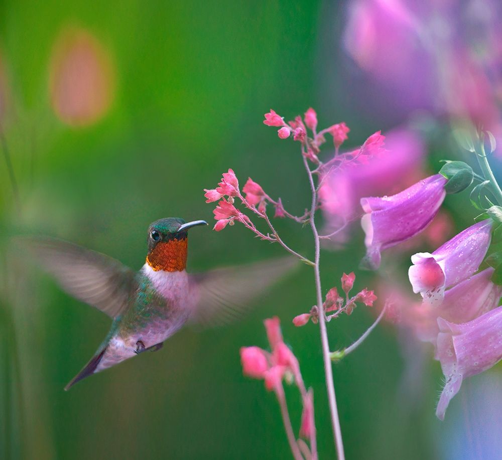 Ruby Throated Hummingbird art print by Tim Fitzharris for $57.95 CAD