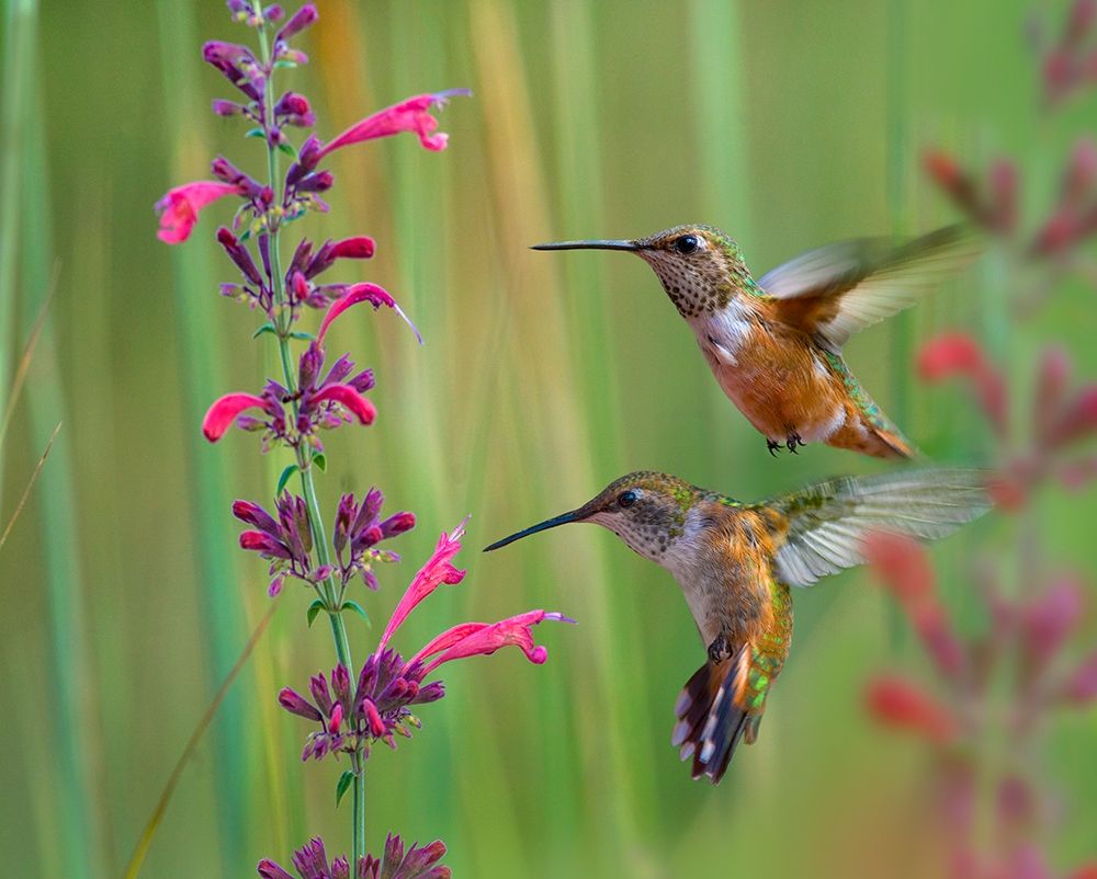 Broad Tailed Hummingbirds art print by Tim Fitzharris for $57.95 CAD